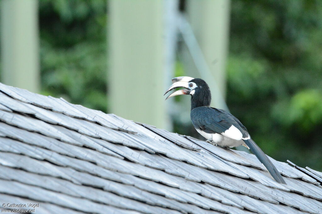 Oriental Pied Hornbill female