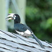 Oriental Pied Hornbill