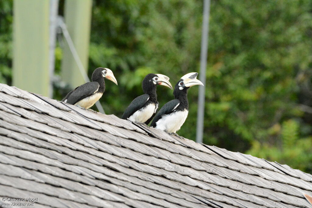 Oriental Pied Hornbill