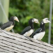 Oriental Pied Hornbill