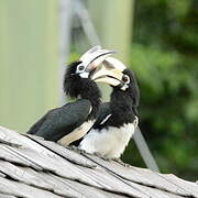 Oriental Pied Hornbill