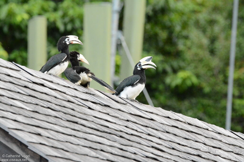 Oriental Pied Hornbill