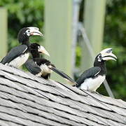 Oriental Pied Hornbill