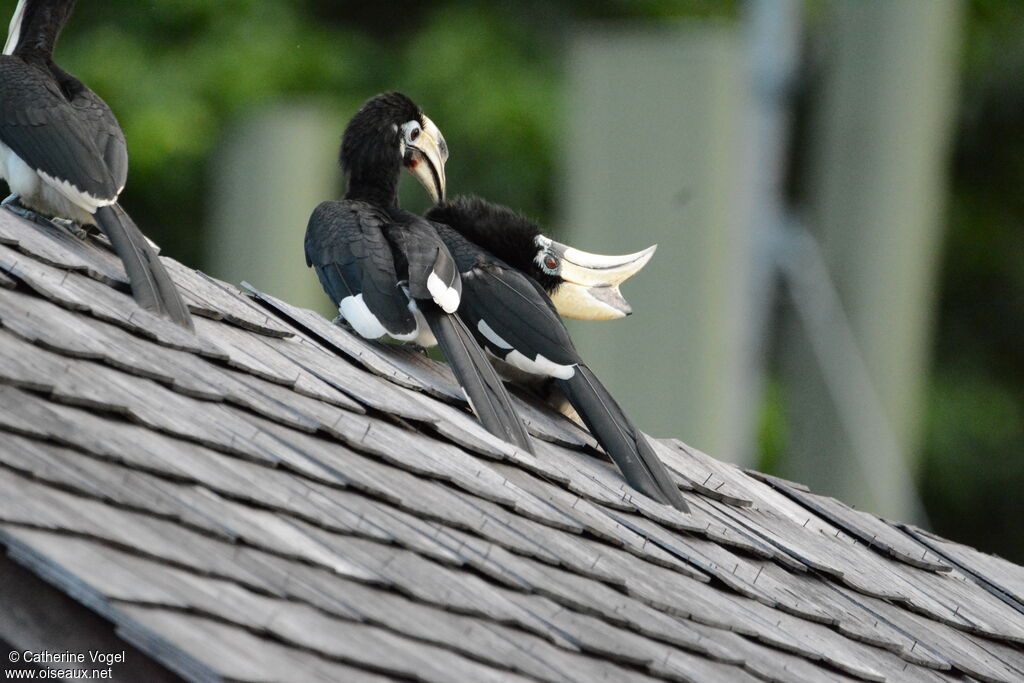 Oriental Pied Hornbilladult