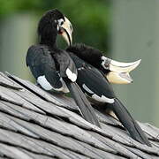 Oriental Pied Hornbill