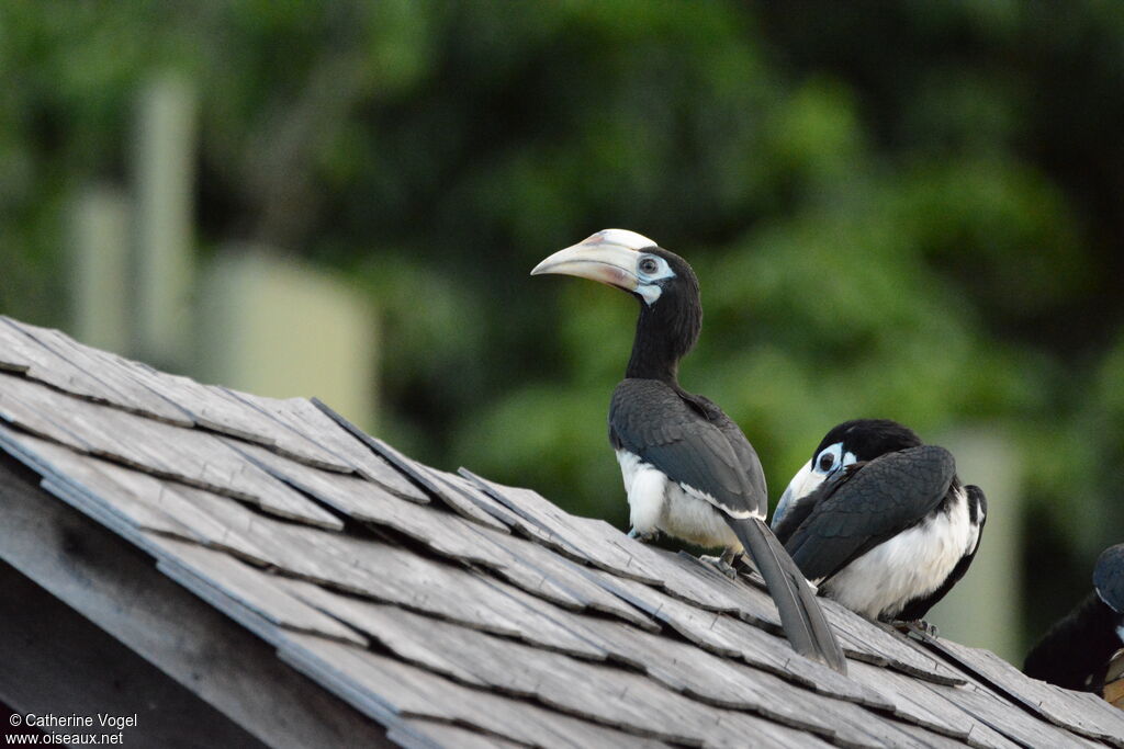 Oriental Pied Hornbill female juvenile