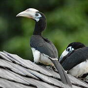 Oriental Pied Hornbill