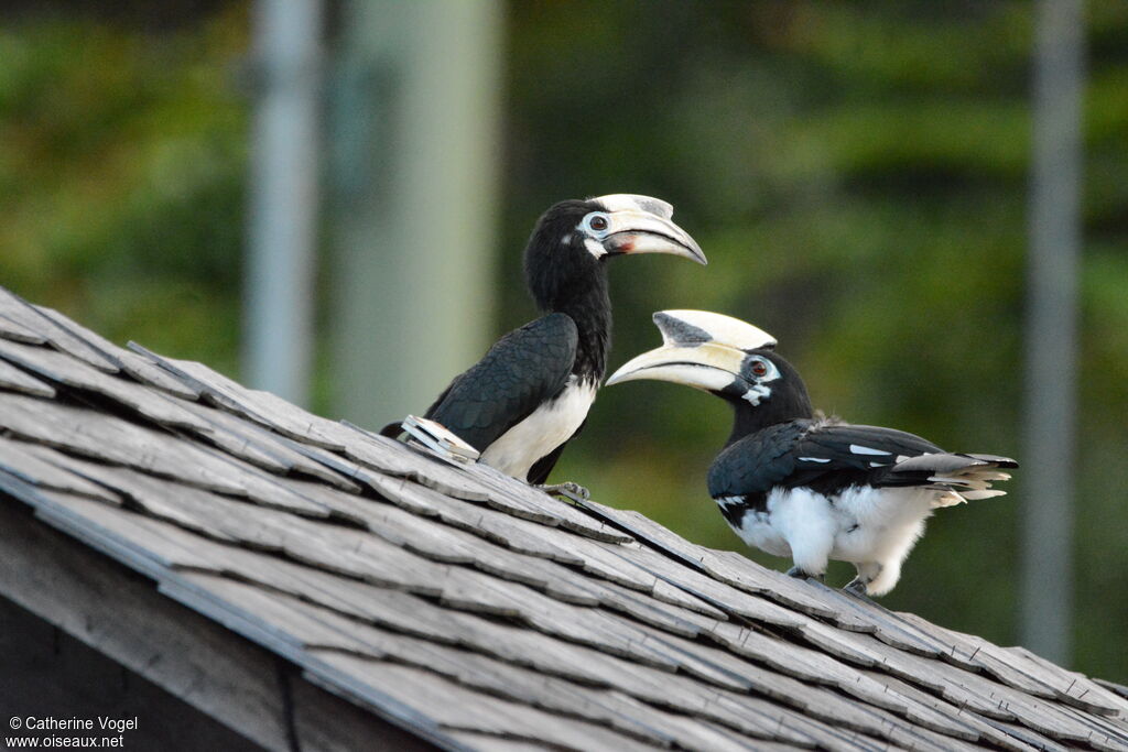 Oriental Pied Hornbilladult