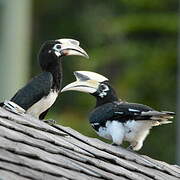 Oriental Pied Hornbill