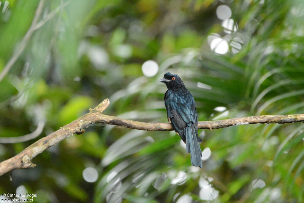 Black Drongo