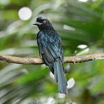 Drongo royal