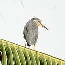 Héron des mangroves