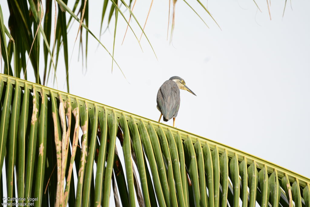 Striated Heron