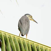 Striated Heron