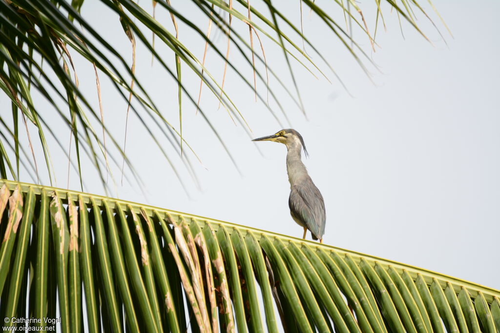 Striated Heron