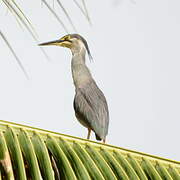 Striated Heron