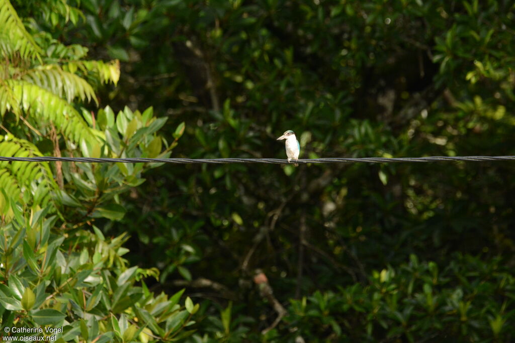 Martin-chasseur à collier blanc