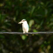 Collared Kingfisher