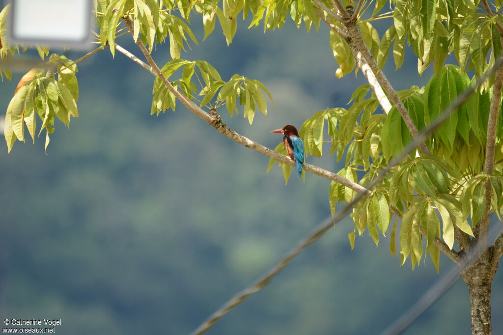 White-throated Kingfisher