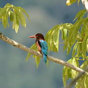 White-throated Kingfisher