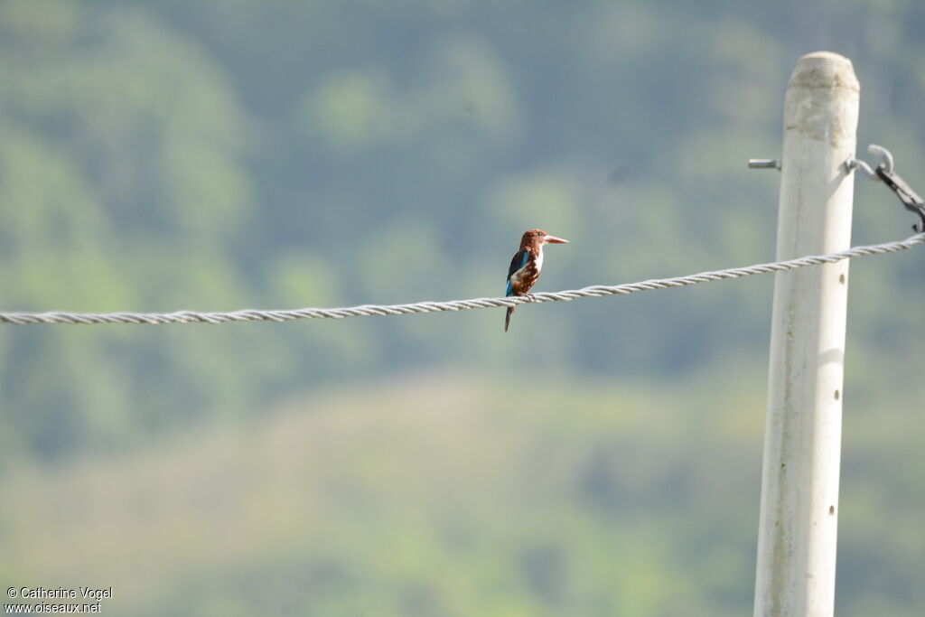 White-throated Kingfisher