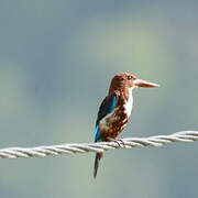 White-throated Kingfisher