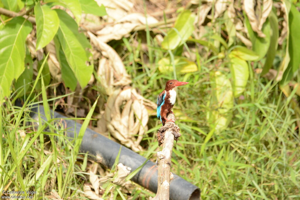 White-throated Kingfisher