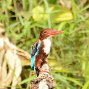 White-throated Kingfisher