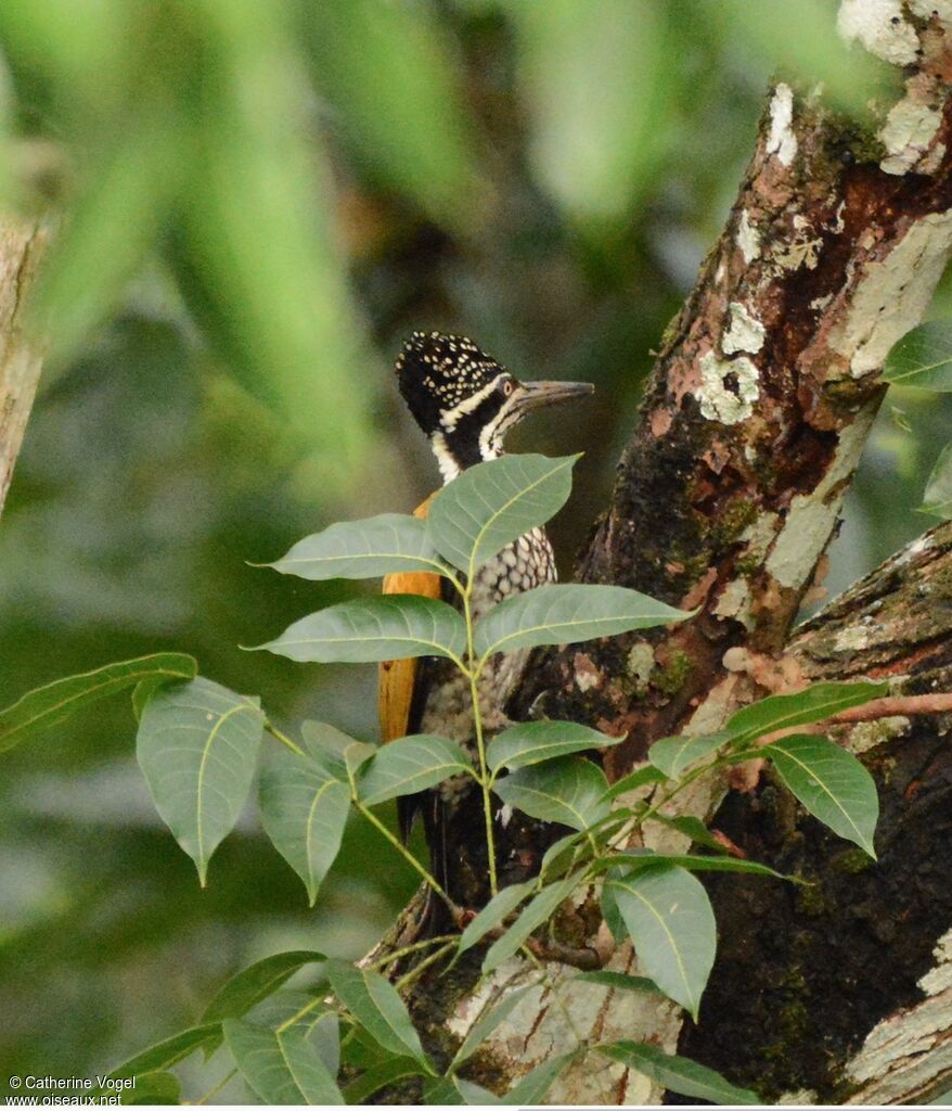 Greater Flameback female adult