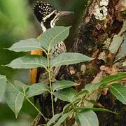 Greater Flameback