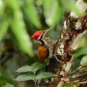 Greater Flameback