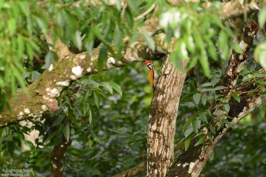 Greater Flameback male, eats