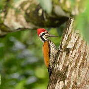 Greater Flameback