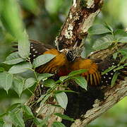 Greater Flameback