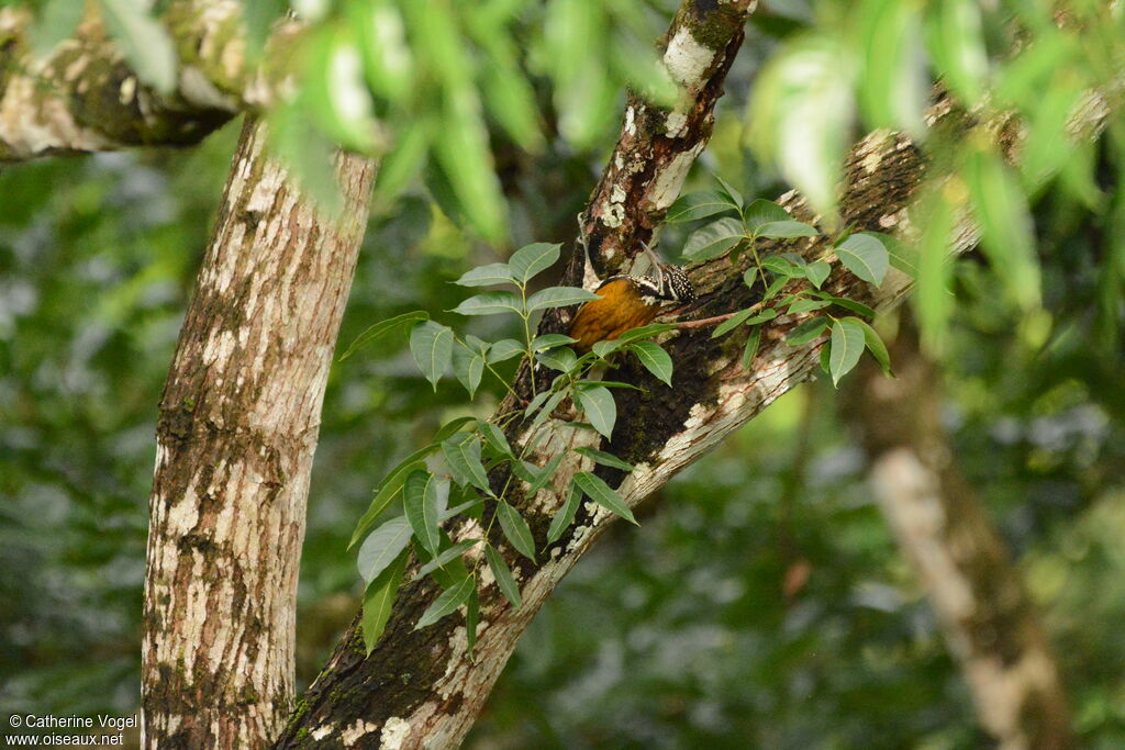 Greater Flameback female, eats