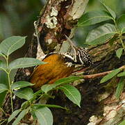 Greater Flameback