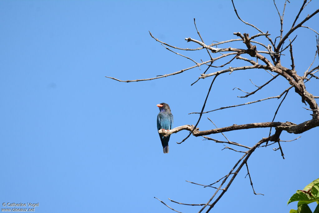 Oriental Dollarbird