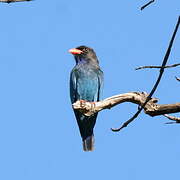 Oriental Dollarbird