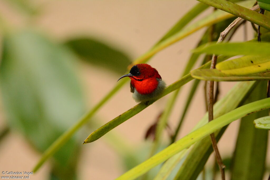 Crimson Sunbird male