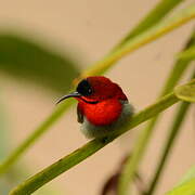 Crimson Sunbird