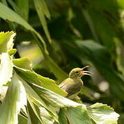 Crimson Sunbird