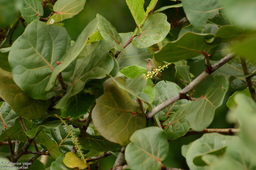 Crimson Sunbirdjuvenile