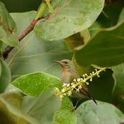 Crimson Sunbird