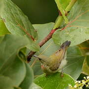 Crimson Sunbird