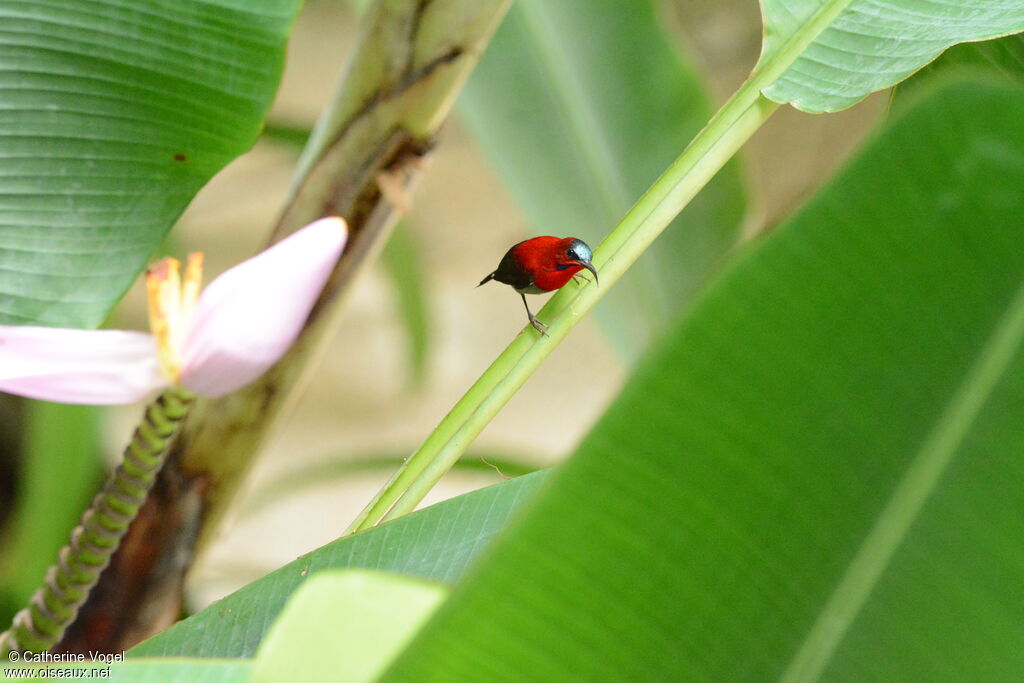 Crimson Sunbird male