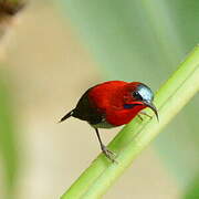 Crimson Sunbird