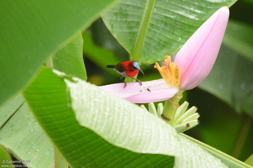 Crimson Sunbird male