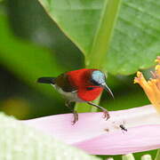 Crimson Sunbird