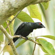 Asian Glossy Starling