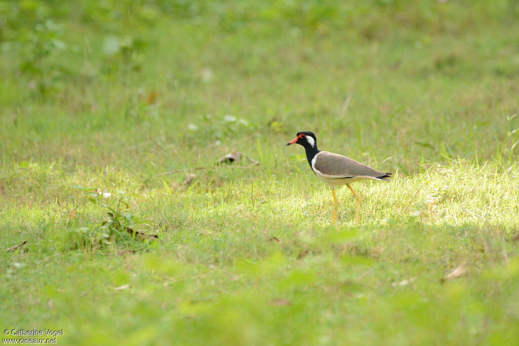 Red-wattled Lapwing